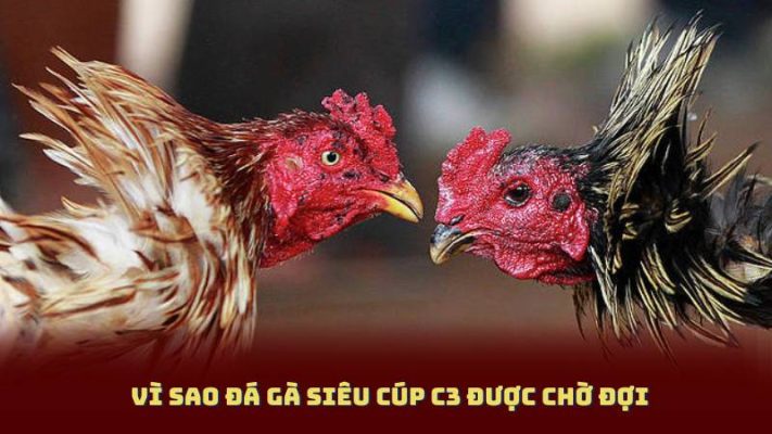 Vì sao Đá Gà Siêu Cúp C3 được chờ đợi